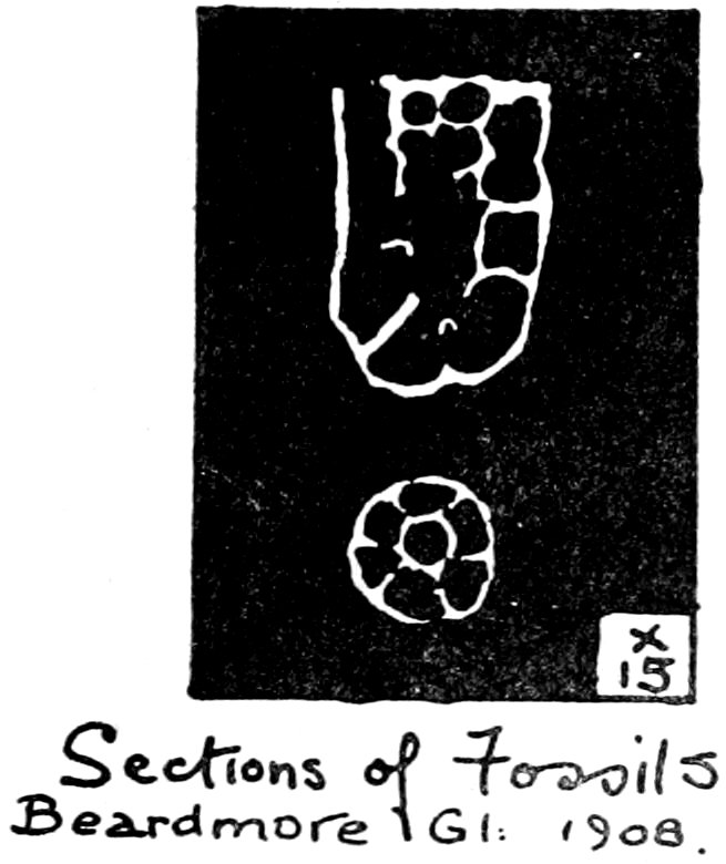 Sections of Fossils Beardmore Gl. 1908