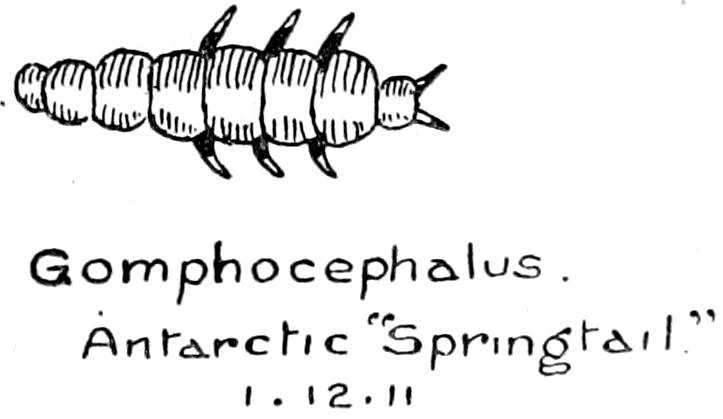 Gomphocephalus. Antarctic “Springtail” 1.2.11