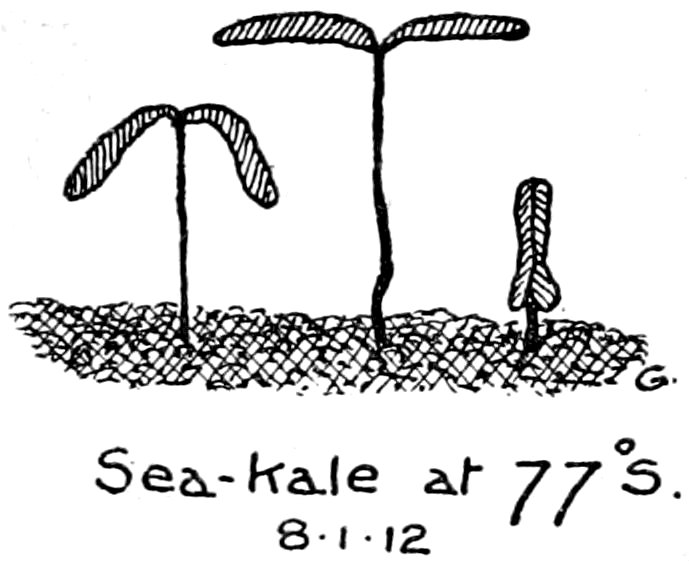 Sea-kale at 77°s. 8–1–12