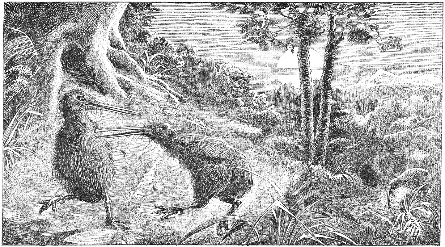 Vechtende kiwi’s.