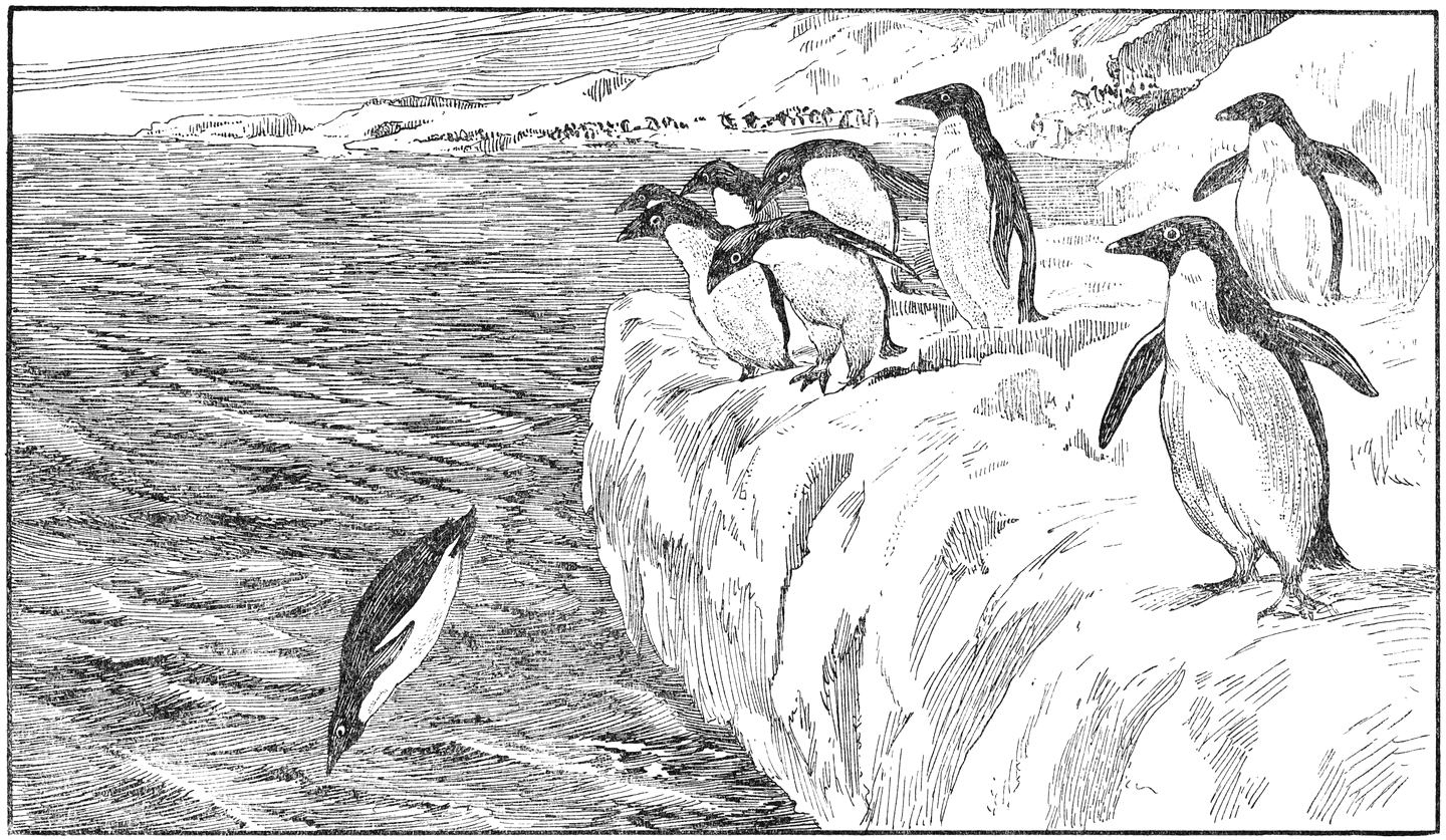 Duikende zwartkeelpinguïns.
