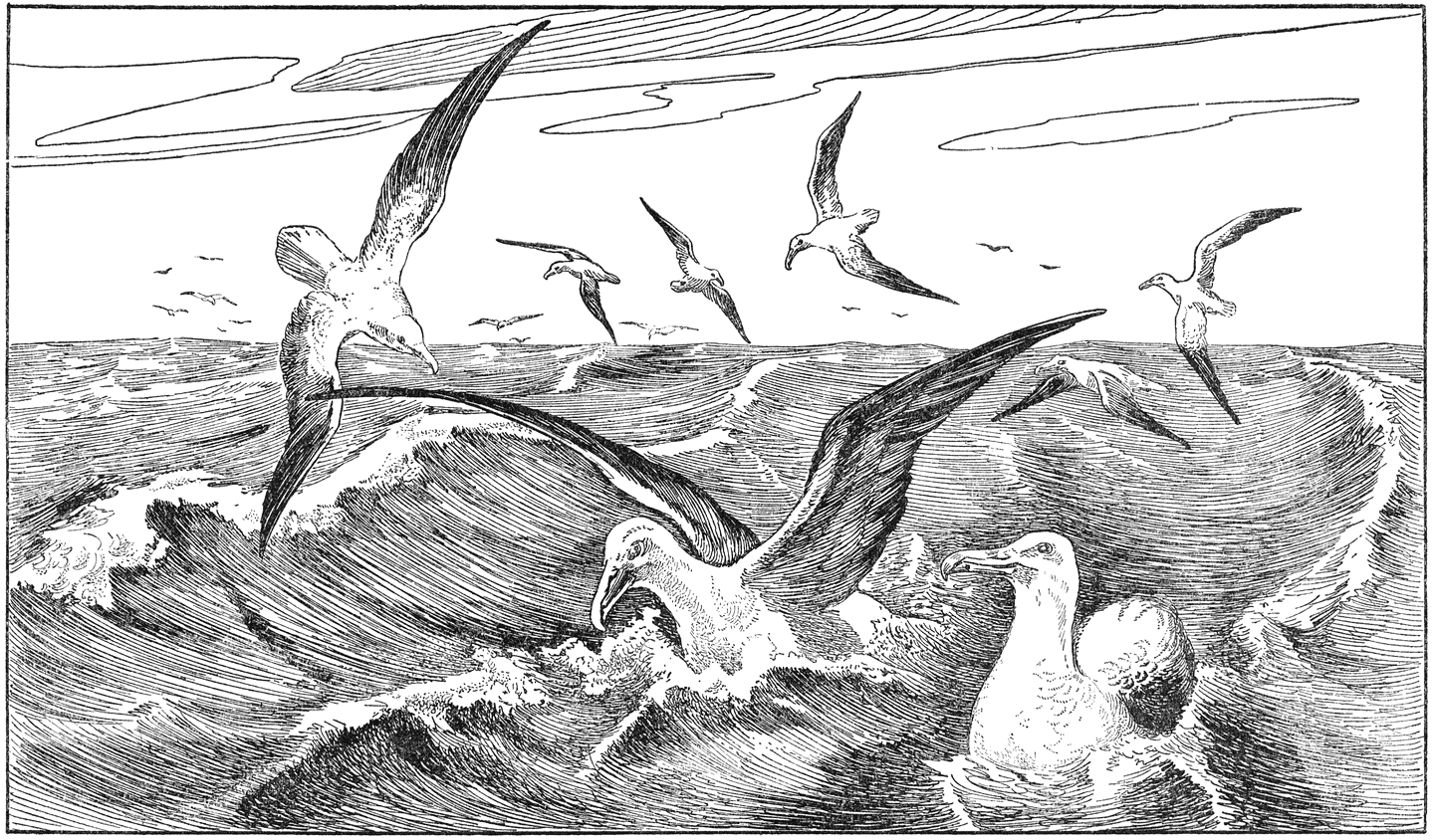 Albatrossen.