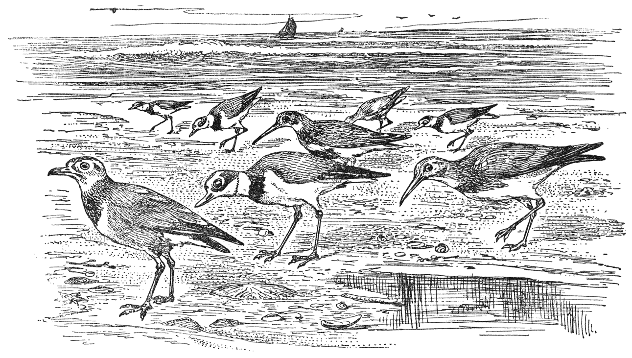 Strandloopertjes.