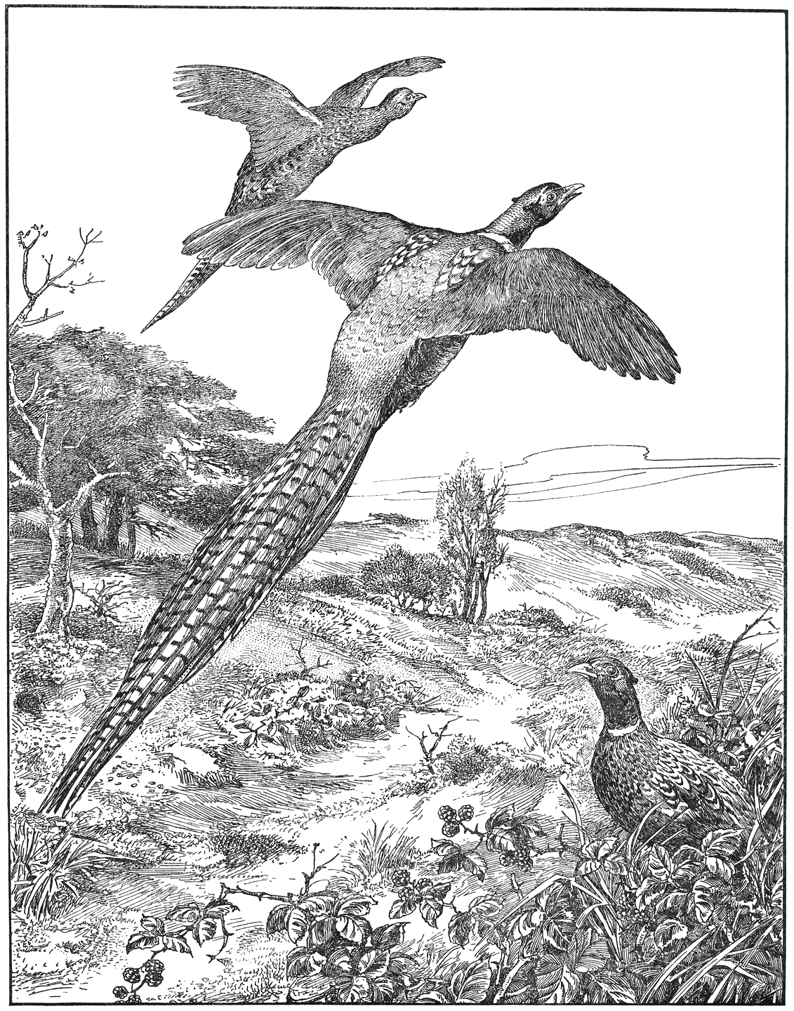 Fazanten in de duinen.