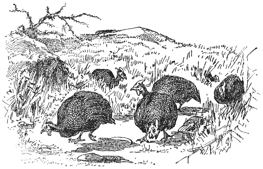 Paarlhoenders.