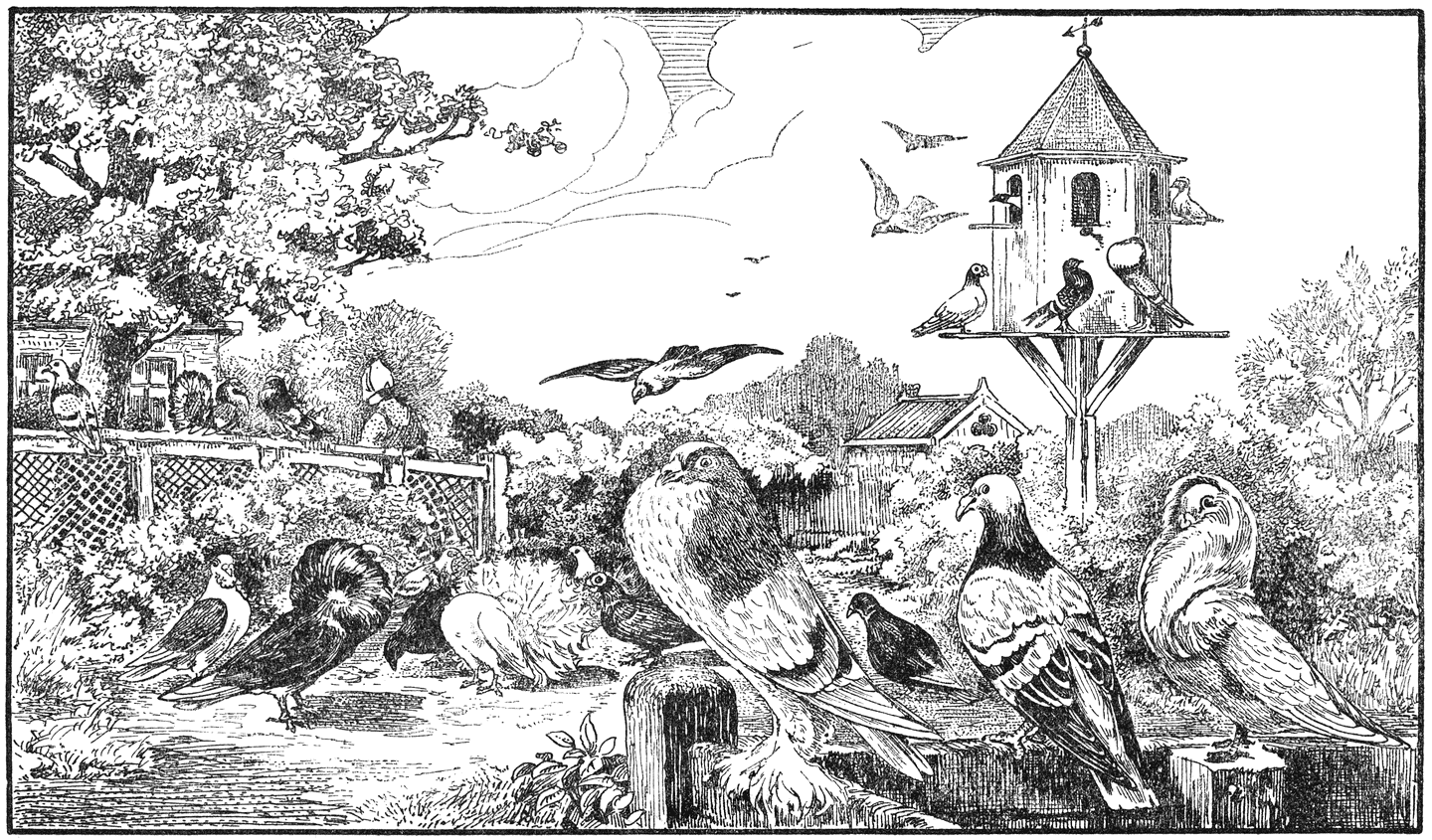 Duiven en duiventil.