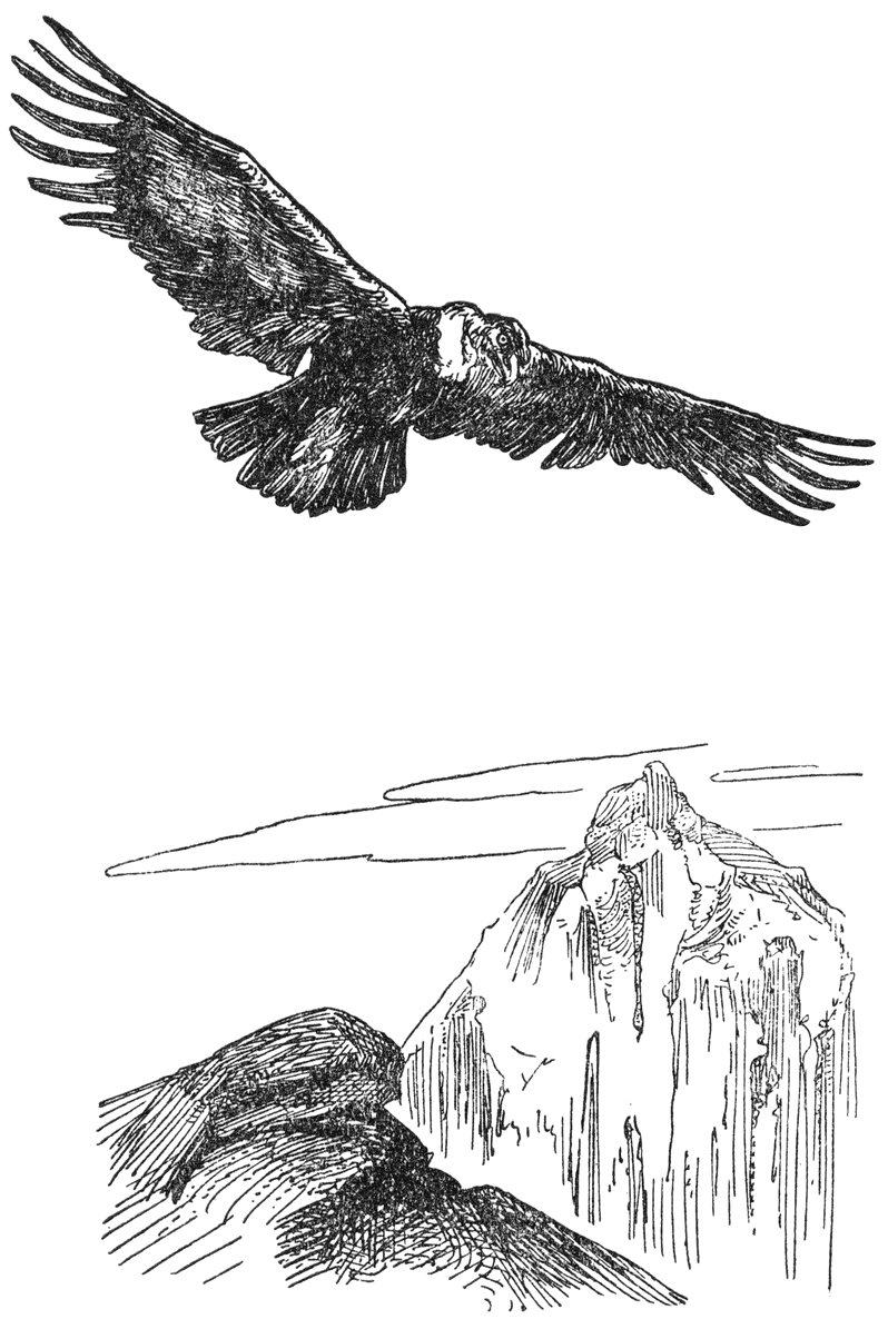 Condor.