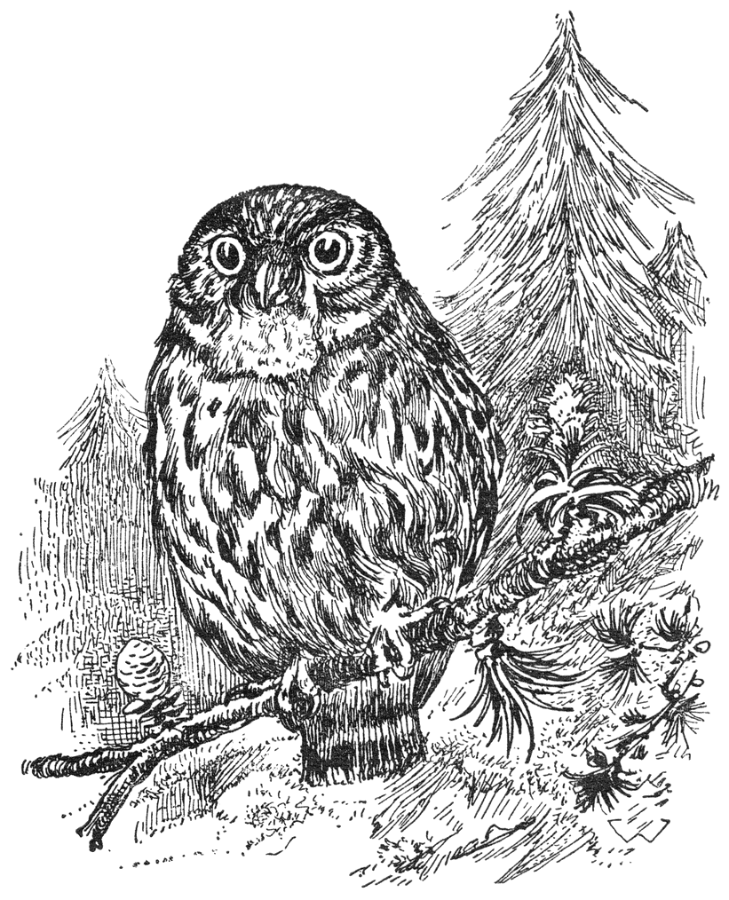 Steenuil (Athene noctua).