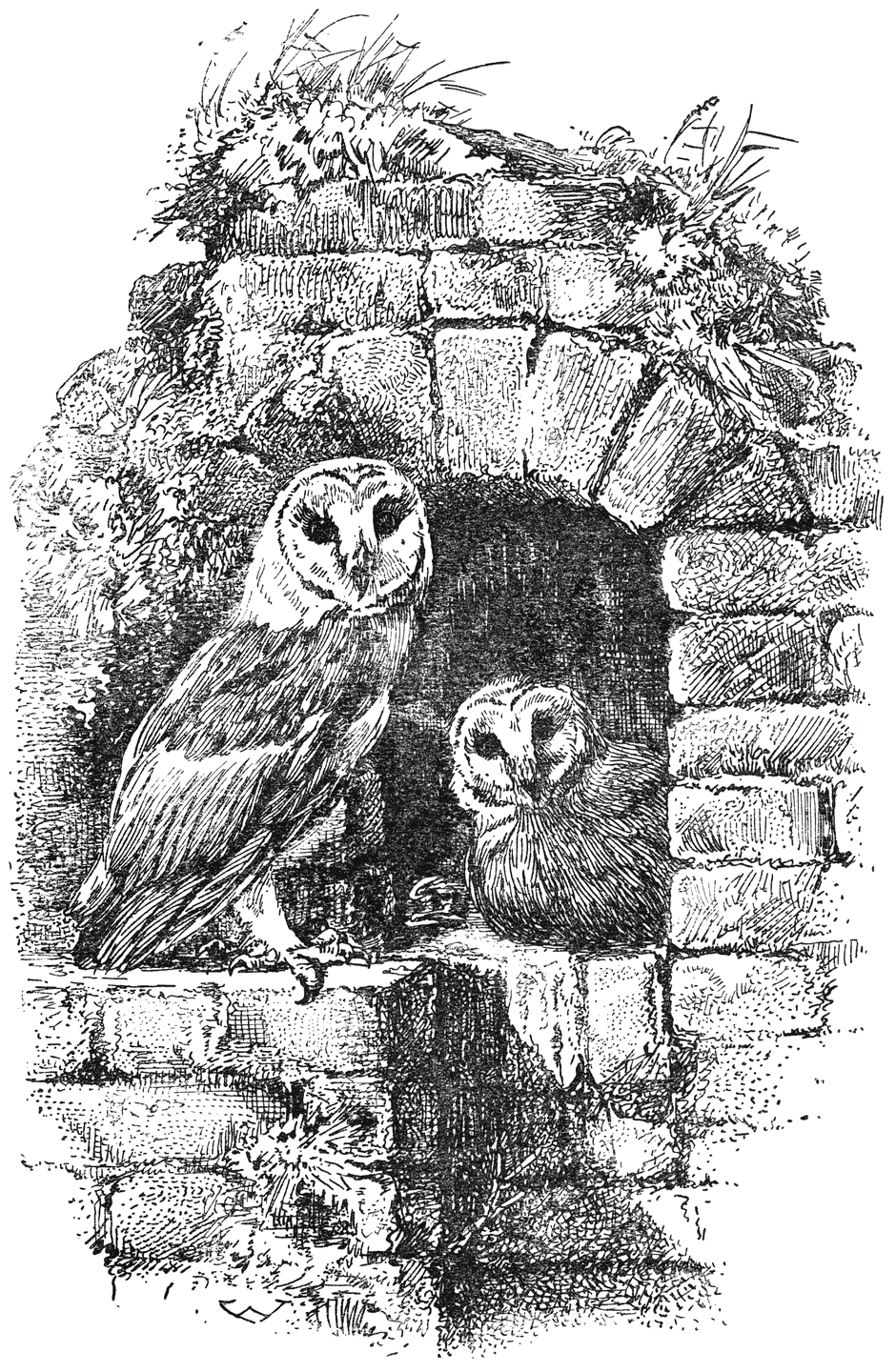Kerkuilen (Strix flammea).