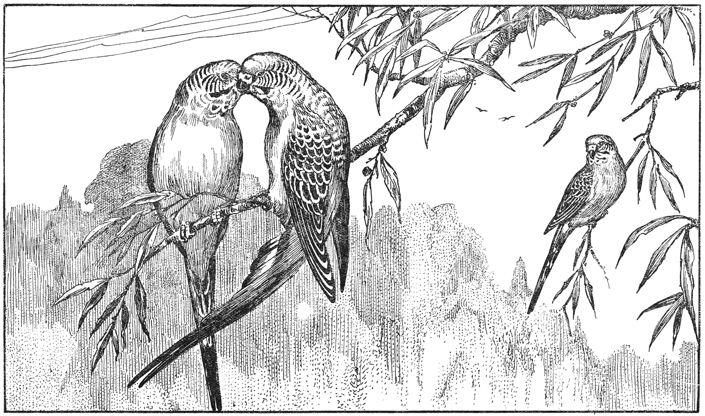 Grasparkieten (Melopoittacus undulatus).