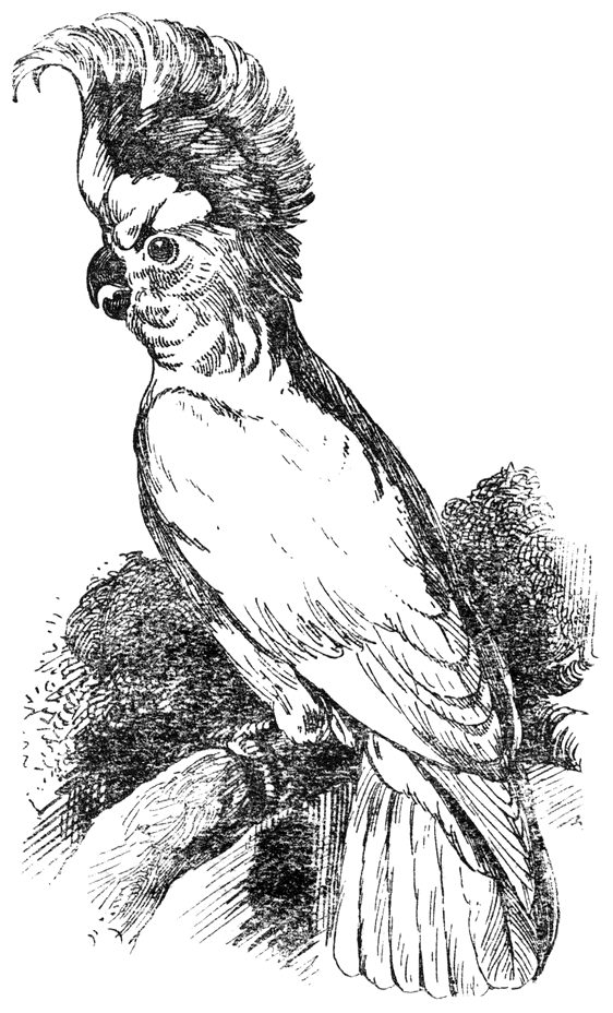 Inka kakatoe (Lophochroa leadbeateri).