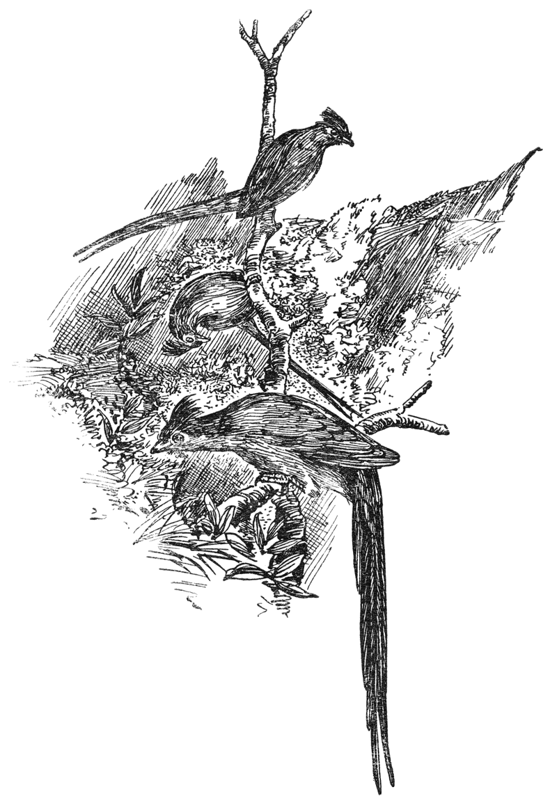 Muisvogels.