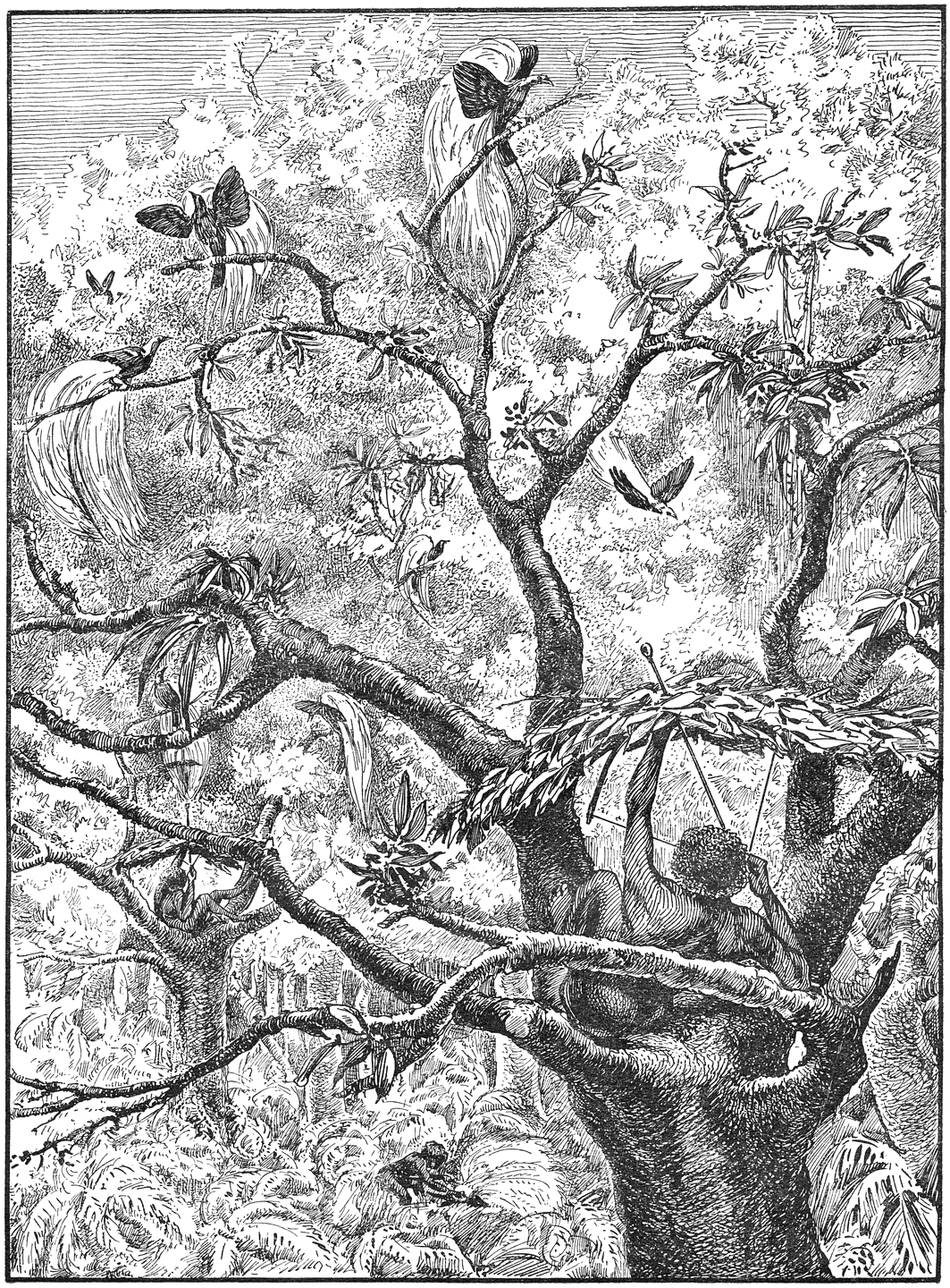 Papoea’s op paradijsvogeljacht.