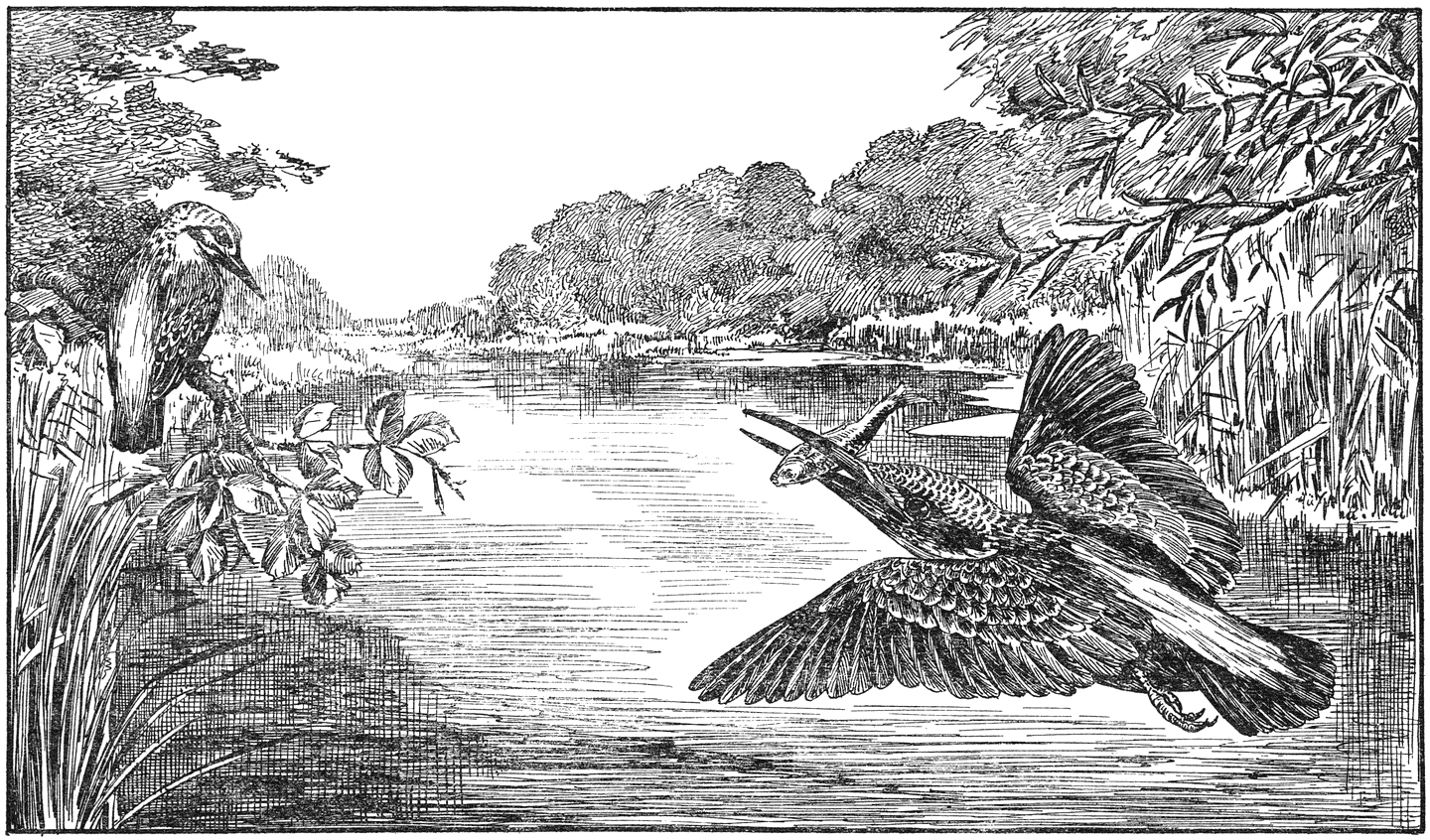 IJsvogeltje (Alcedo ispida).