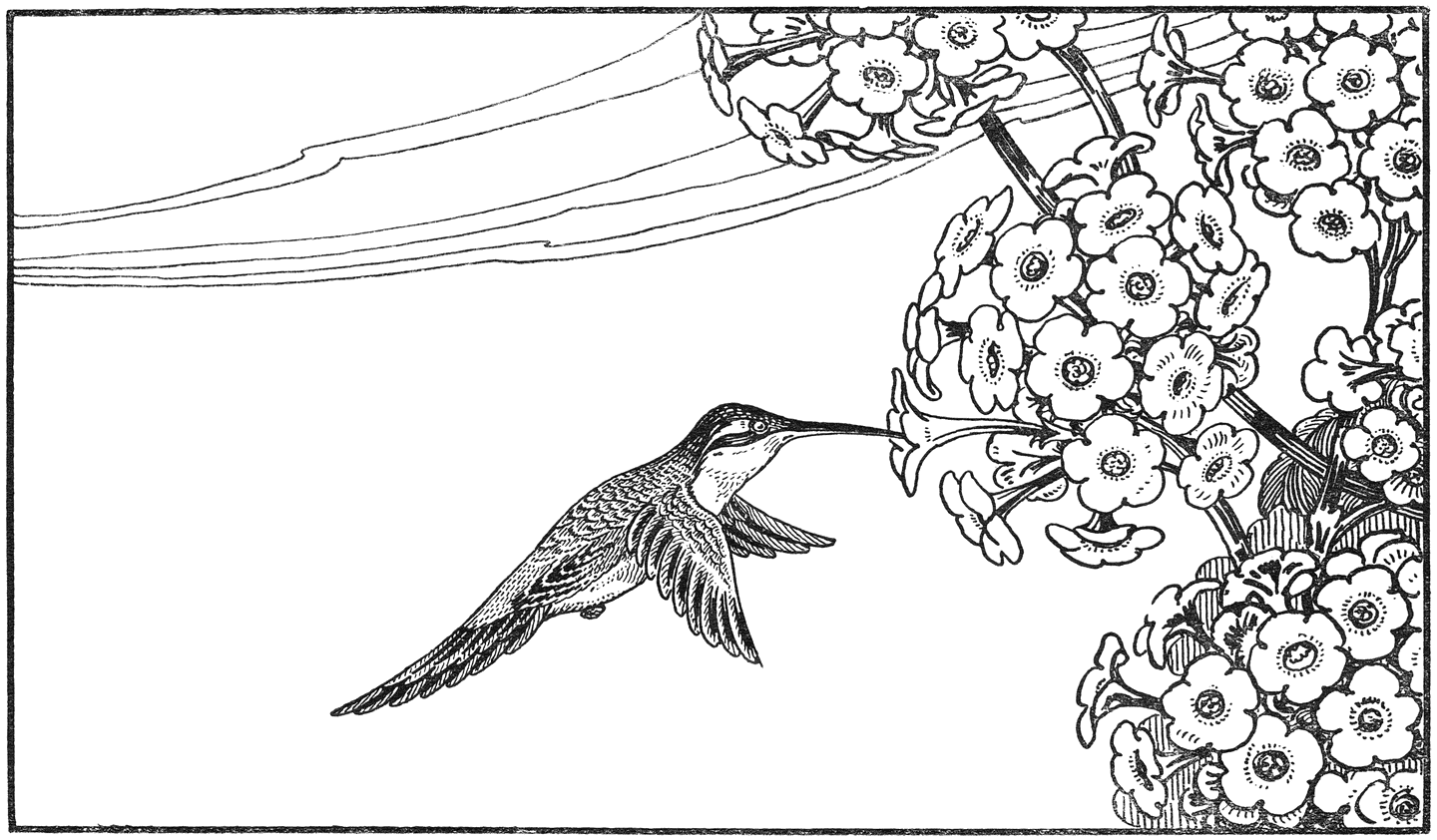 Kolibri bloemen bestuivend.