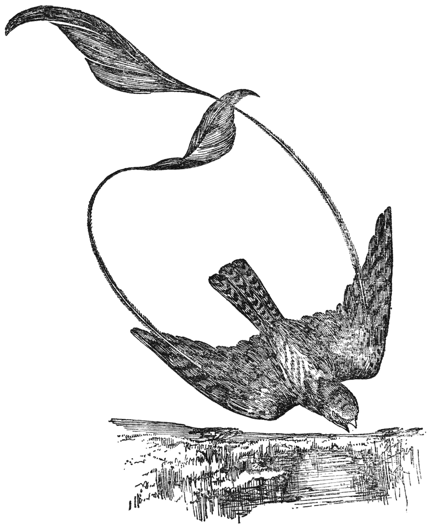Vlaggennachtzwaluw (Macrodipteryx longipennis).