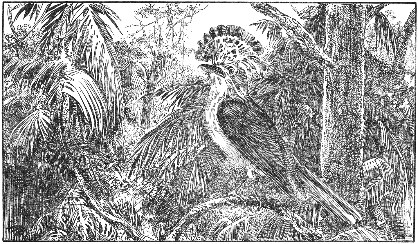 Koningstyran (Onychorhynchus spec).