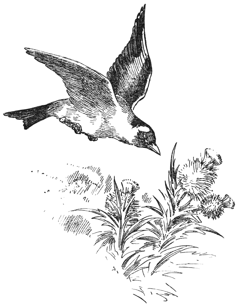 Distelvink.