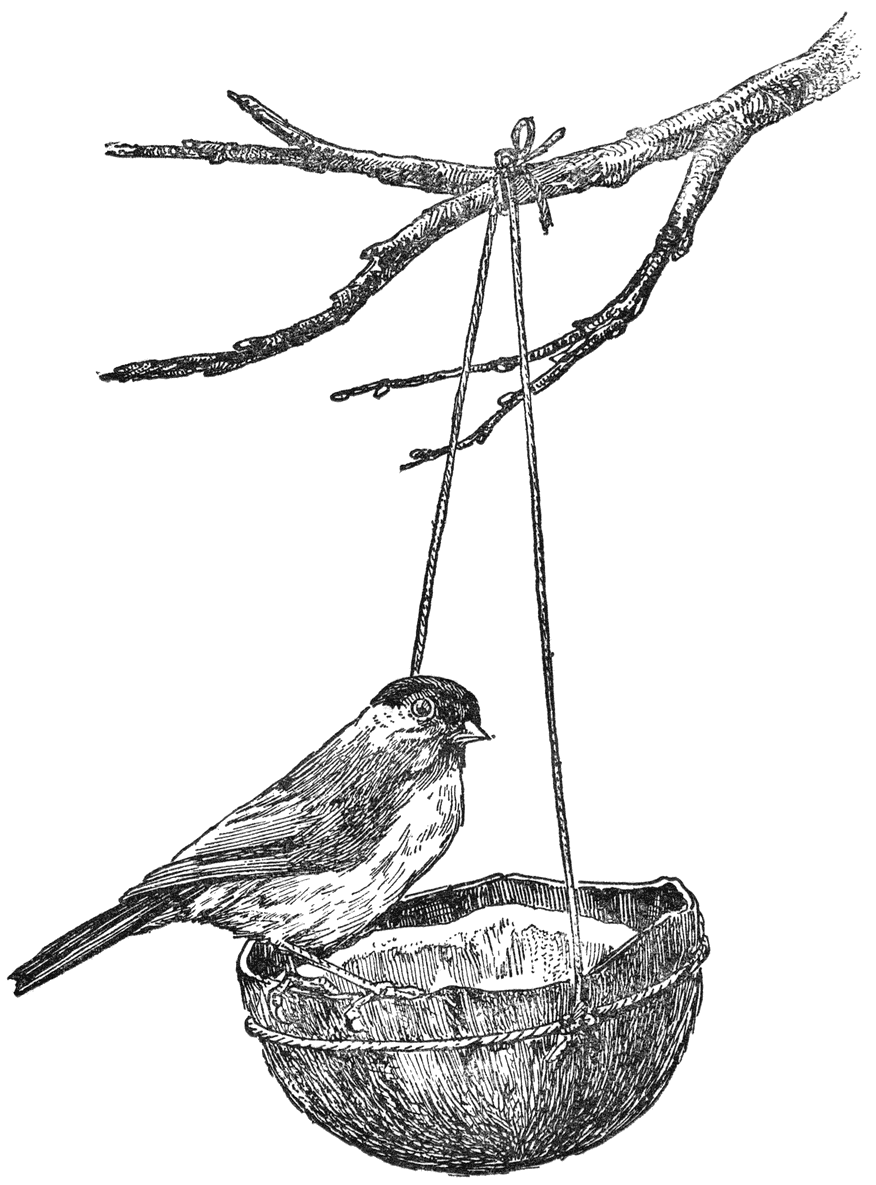 Zwartkopmees (Parus montanus salicarius) op kokosnoot.