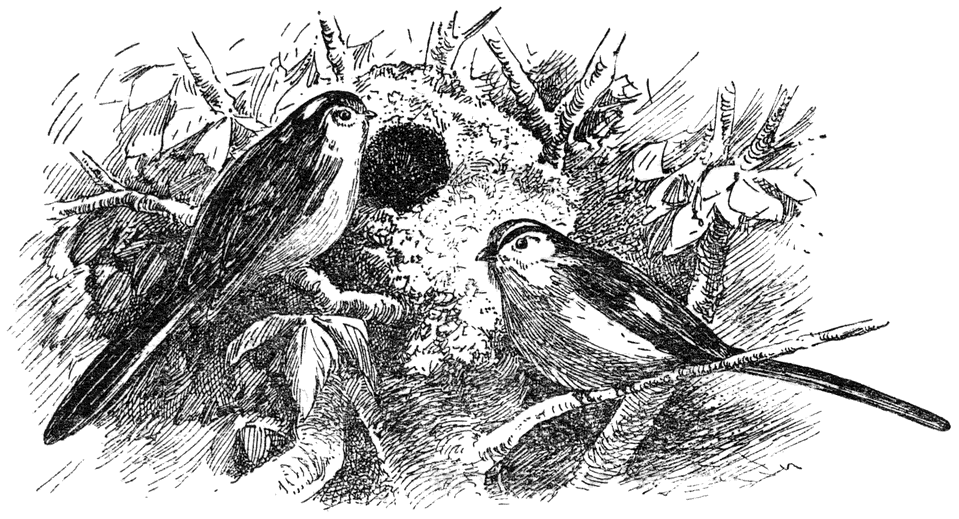 Staartmeezen (Aegithalos caudatus europaeus) met nest.