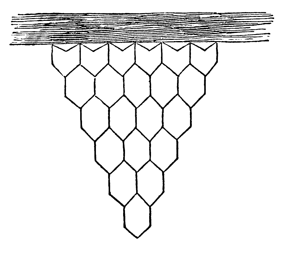 drawing of honeycomb