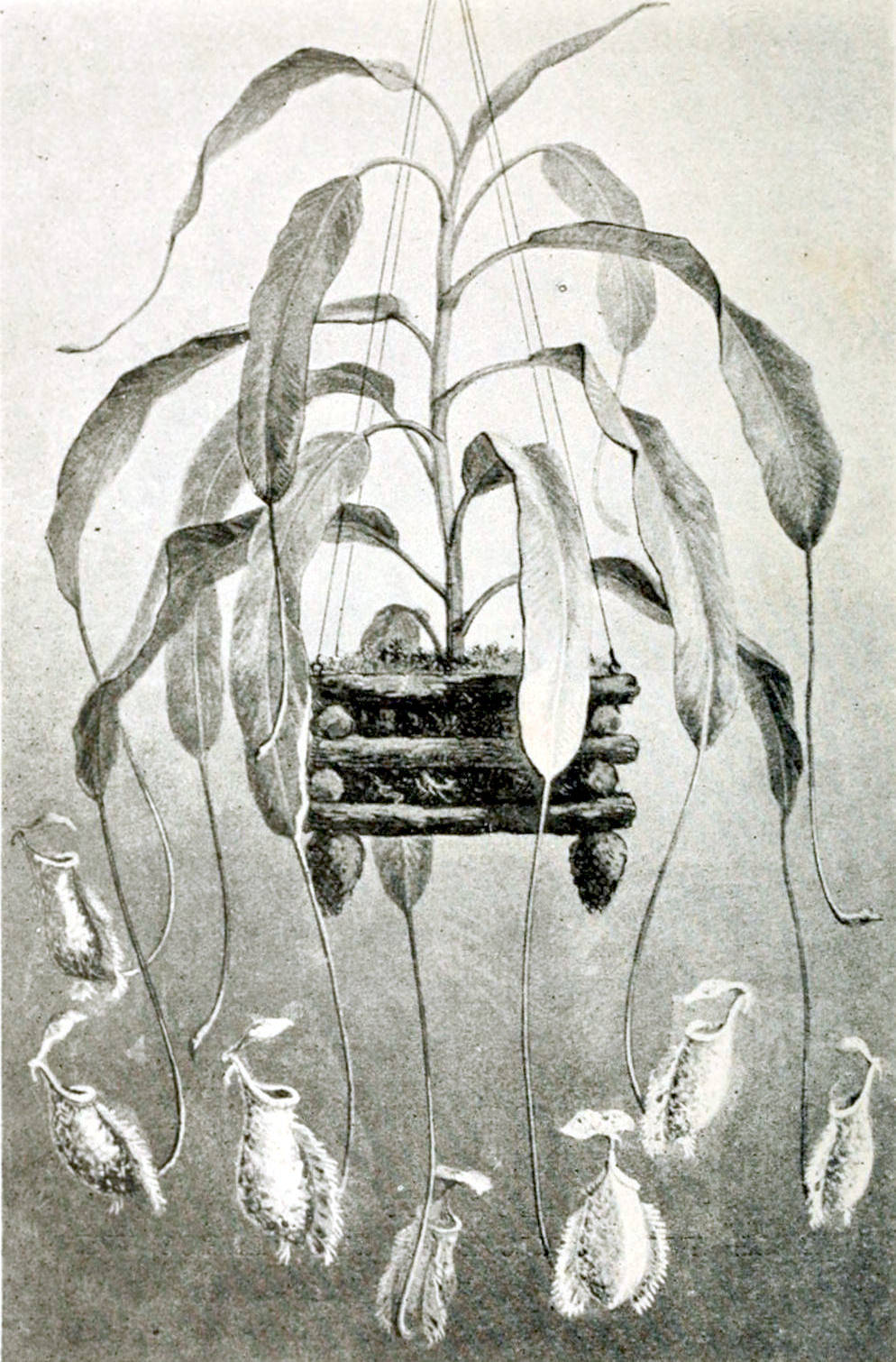 Plant with upright stem and long elongated leaves growing in a hanging basket. From the ends of the leaves hang down beaker-like outgrowths