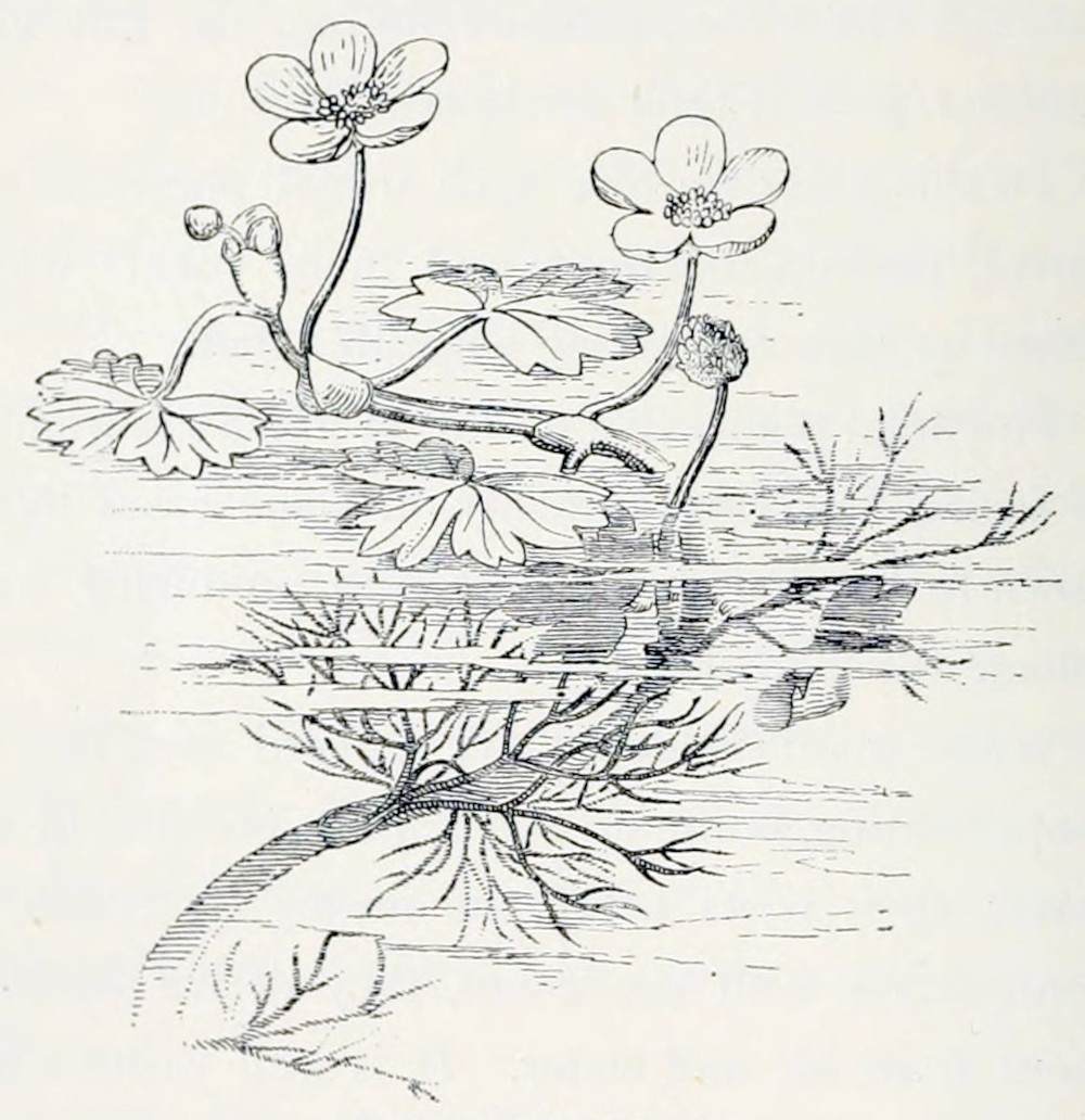 Plant growing under water, with a part floating. The leaves under water have a very fine, strongly branched shape, the floating ones are more rounded and lobed. Above the water are some flowers, each having a crown of 5 leaflets.