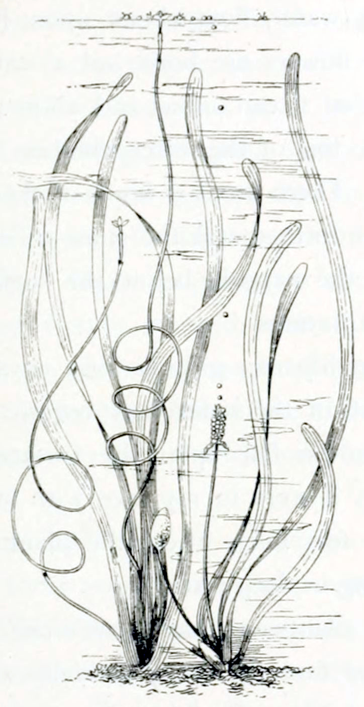 Plant with very elongated leaves. A few thin stems grow winding to the surface.