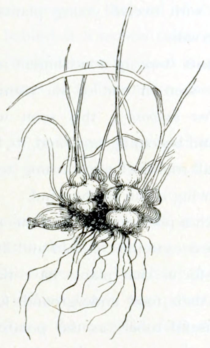 A plant, consisting of bulbs from which roots grow downward and stems and long elongated leaves grow upward.