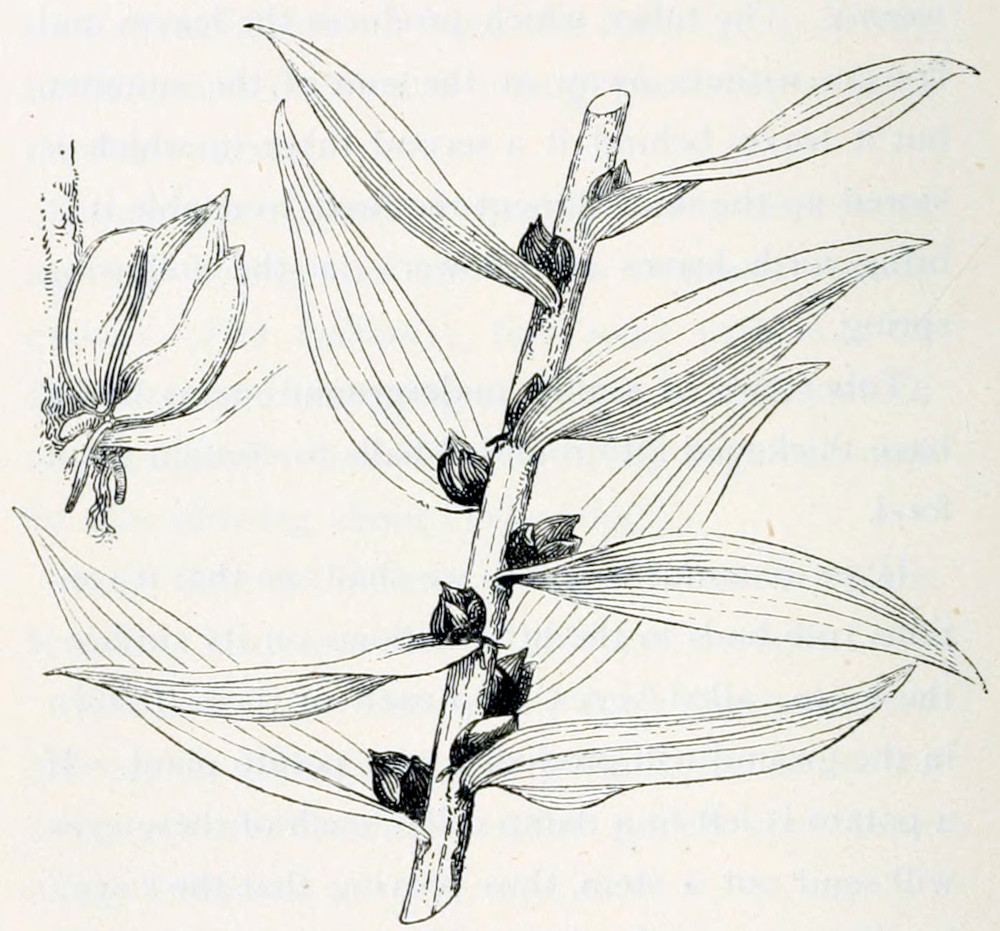 Part of the stem of a plant with oval-shaped leaves with articulate veins. In the axils of the leaves grow small rounded bulbs. A detail of one of the bulbs shows it has rootlets and some compacted leaves
