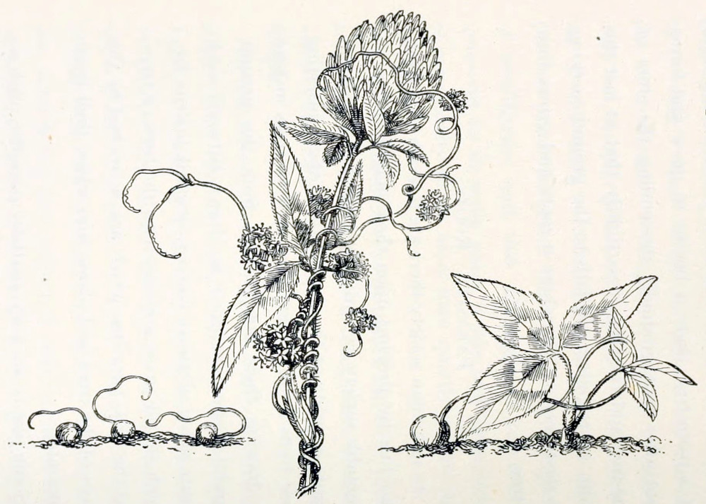 Three separate pictures. To the left there are 3 germinating seeds, out of which grow thin threads. In the middle there is a stem of a clover plant with several trefoil leaves and a composite flower. The stem is entwined by a thread-like structure, bearing several groups of very small flowers. To the right is a clover seedling with 2 trefoil leaves, next to which a seed germinates from which a thread grows that has started to reach for the clover.