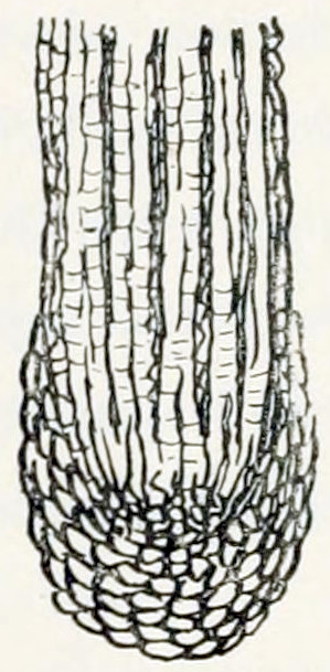 A microscopic picture of plant tissue. At the top are rows of cuboid cells. These rows narrow down to the bottom. That part is covered by a cap of more oval cells.