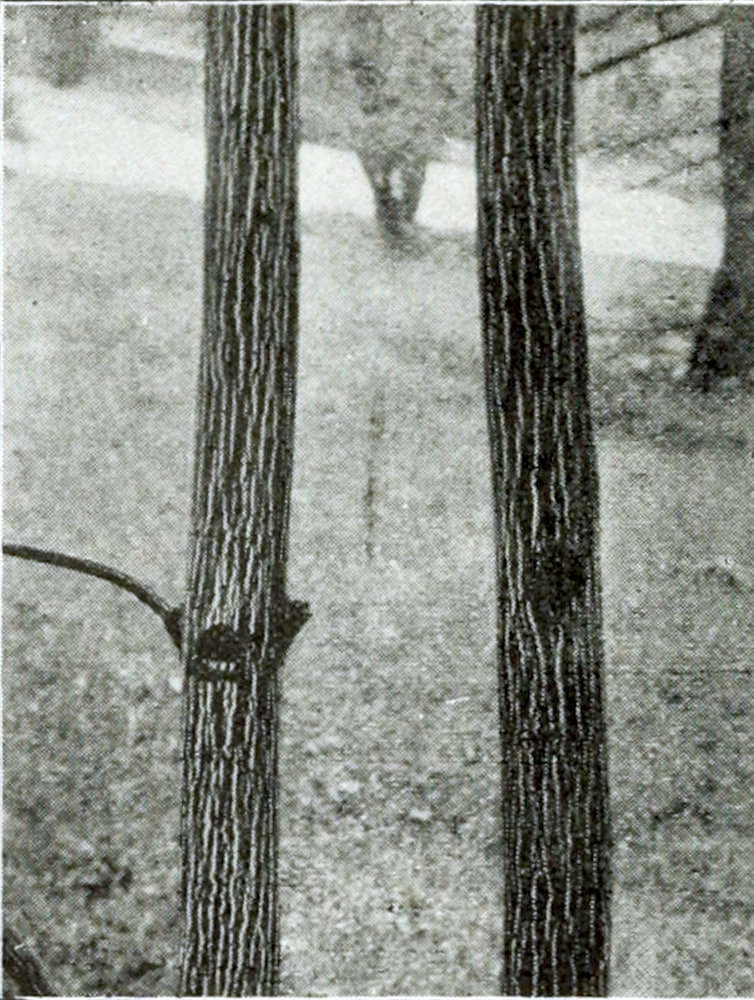 Photograph of part of two tree trunks, having a striped bark.