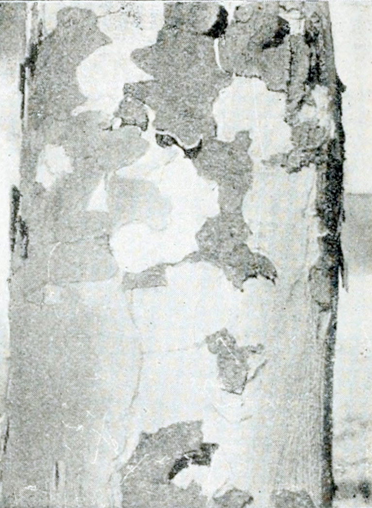 Photograph of part of a tree trunk with a smooth bark, having dark and light patches. From the dark patches peaces of bark are coming loose.