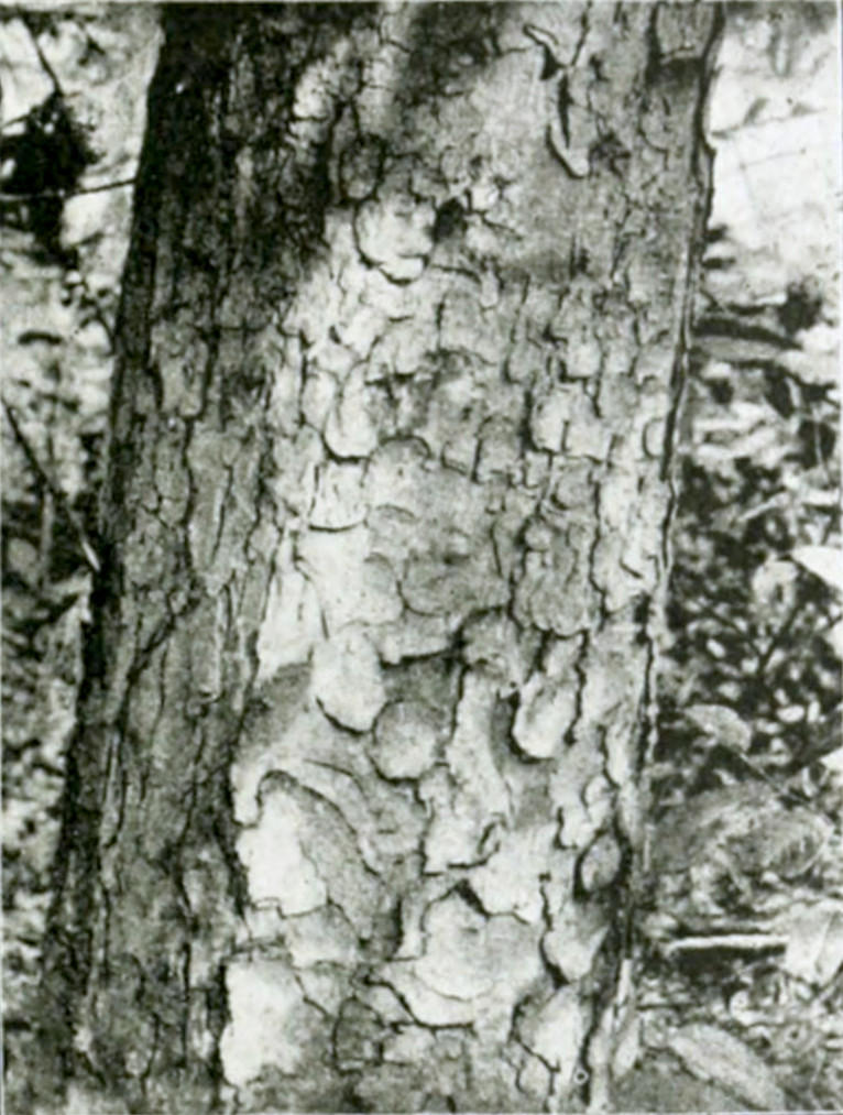 Photograph of part of a tree trunk with many fine grooves, creating a pattern of pellets.