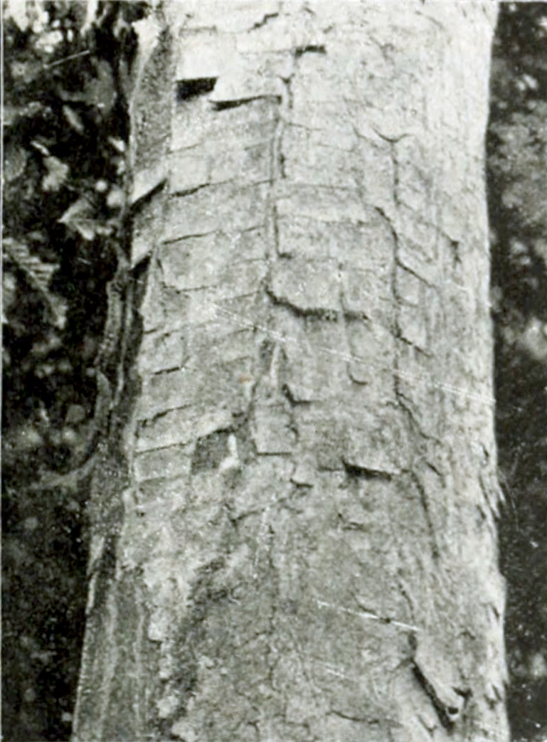 Photograph of part of a tree trunk with a bark having many horizontal grooves and a few vertical ones, creating the appearance of many rectangular scales.