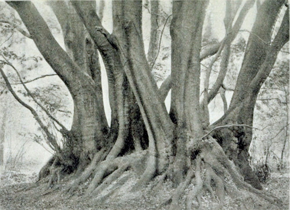 Photograph of a group of tree trunks growing from a web of entangled roots.
