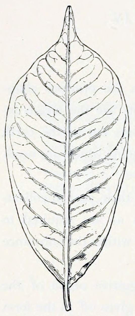 An oval shaped leaf with a pointed tip showing its veins. Those are arranged in a feather-like branching structure, sprouting from a central vein that is placed straight from the base to the tip. Near the edge the veins connect to each other.