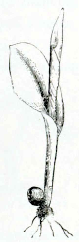 A seed from which a young plant emerges. At the bottom there are some roots. The plant has one leaf, that forms a sheath around the small, growing stem.