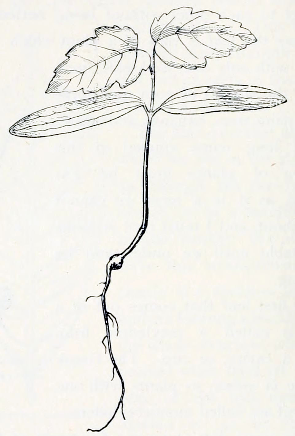 A seed, from which one long root grows downward. Equally long is the stem that grows upward. The stem has four leaves, grouped in pairs. The bottom pair have elongated shapes with smooth edges and veins that are arranged longitudinally. The upper pair have more of a heart shape with serrated edges. Their veins are arranged in a feather-like structure.