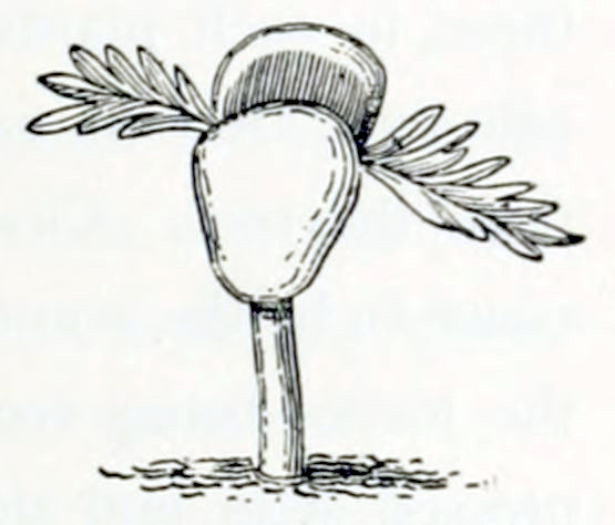 A germinating seed, from which a root grows into the soil. The seed is lifted above the ground. It consists of 2 lobes and in between are 2 small, feather-like leaves.