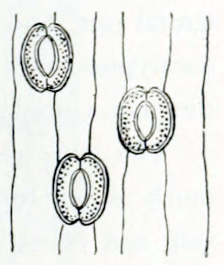 A microscopic image showing vertical lines, that picture cellular borders.There are 3 openings between the cells that have an elliptical shape and each are bordered by 2 banana-shaped structures that join at the tips and thus enclose the opening.