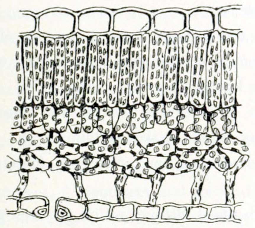 Microscopic image showing several layers of tissue. The top layer consists of square cells that are tightly connected. The second layer consist of long, elongated rectangular cells, grouped with their long sides next to each other and their short base to the top layer. These cells contain dark particles. The third layer consists of shorter rectangular cells, also with their longer sides connected to each other and with their shorter base to the layer above. These cells too contain particles, that are somewhat larger that in the layer above and have a lighter colour. The following layer consists of irregularly shaped cells that from a spongy tissue with large gaps between the cells. These cells contain 2 types of particles: one type similar to the ones in the layer above, and a second type that is very dark. Finally the bottom layer consists, like the top layer, of square, interconnected cells, a bit smaller though. At one point an opening in this layer can be seen. This opening is bordered by 2 very small cells.