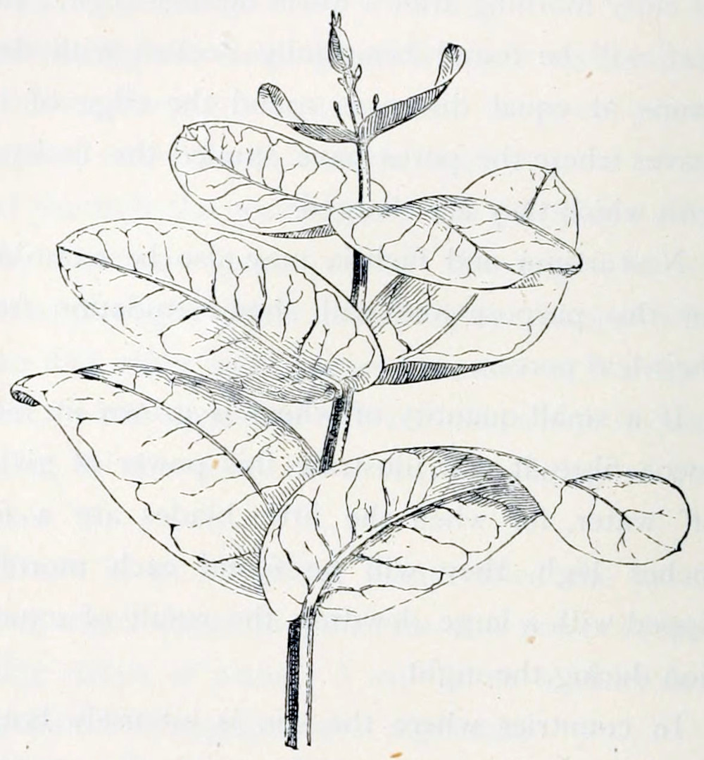 A stem with 8 leaves, grouped in pairs. The leaves grow smaller toward the tip. They are of a rounded shape with smooth edges. Veins are clearly visible. At the tip is a bud. The leaves directly underneath seam to grow small stalks with buds from there axils.