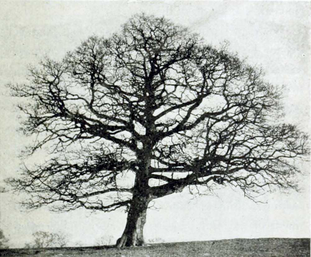 A large, leafless tree on the top of a hill.