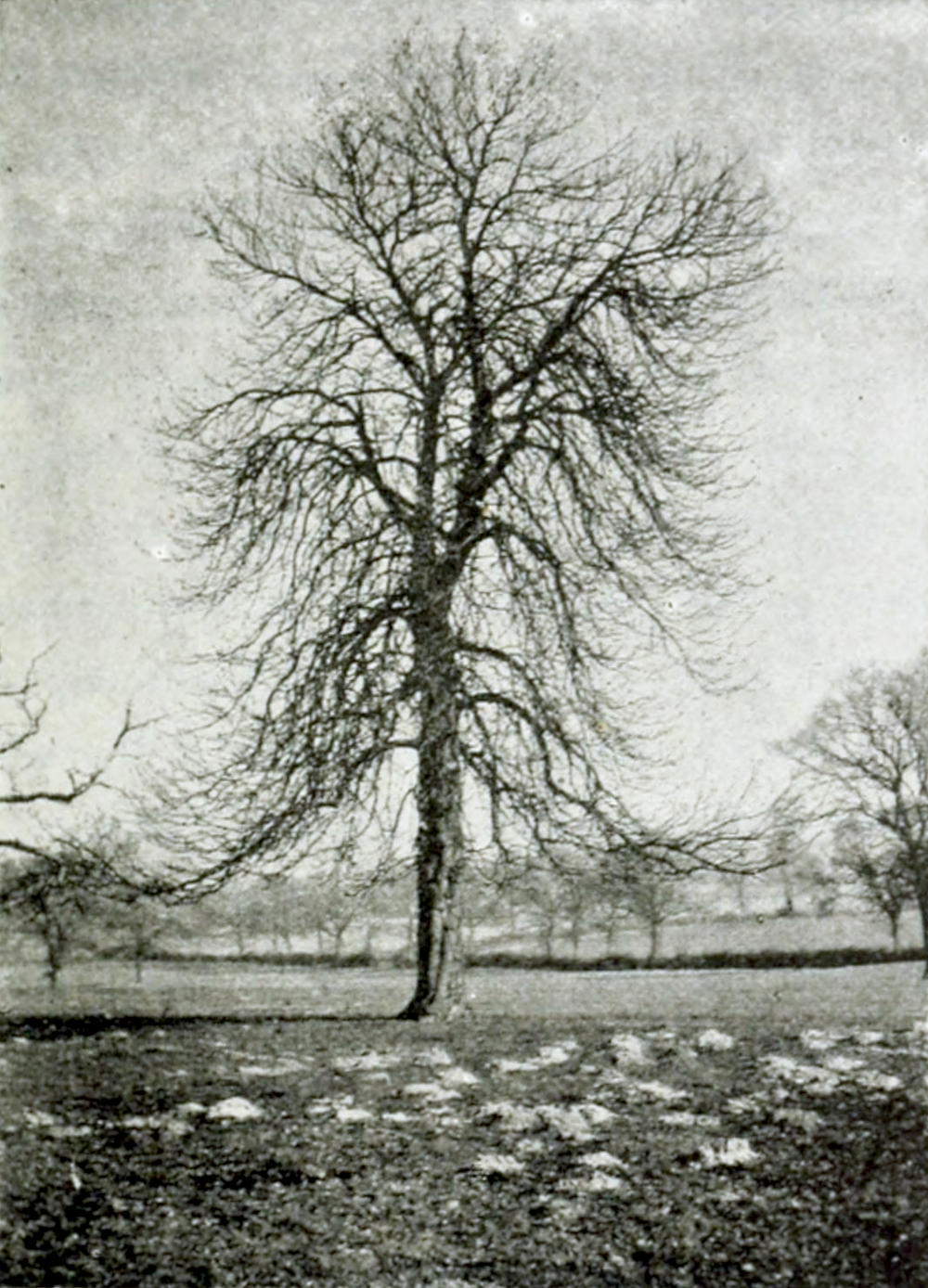 A large bare tree in a meadow with other bare trees in the background. In the foreground there are some lighter patches at the soil.