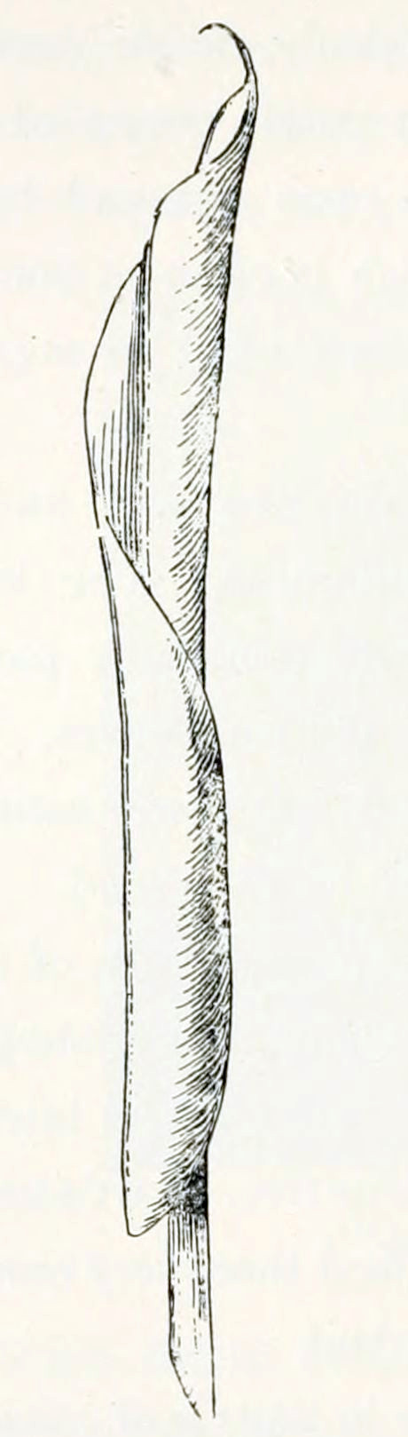 A rolled-up leaf, with a pointed tip, yielding a cigar-like shape.
