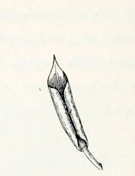 A leaf that is rolled-up from both sides, yielding two small cylinders alongside the stalk.