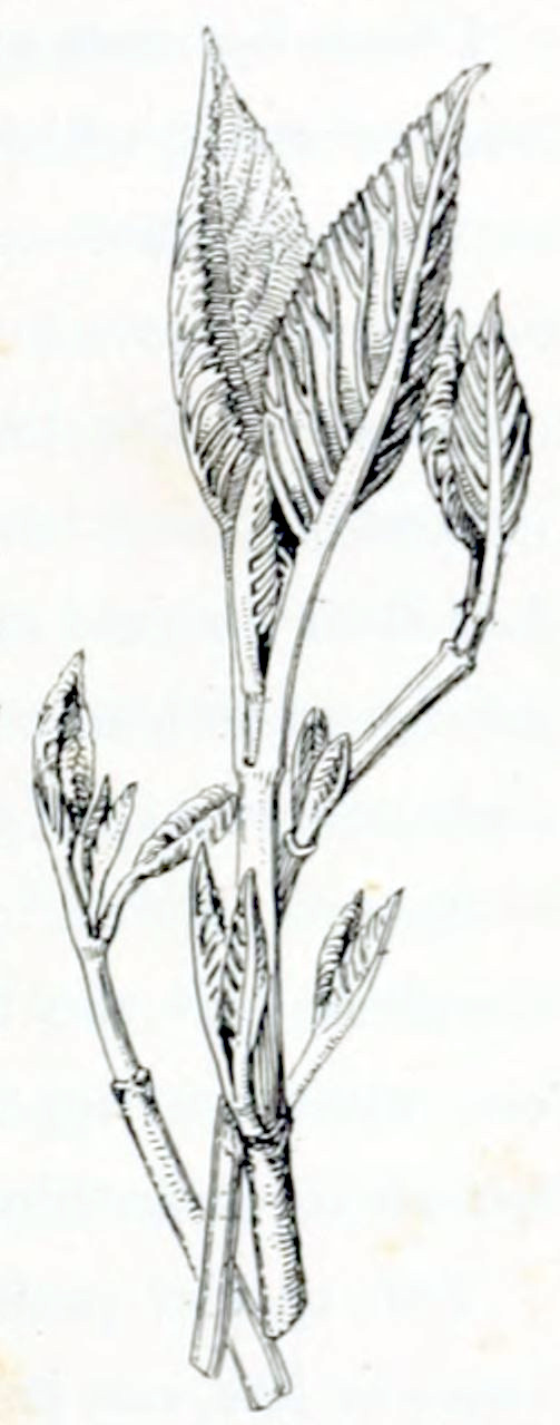Three stems each with several small leaves. The leaves are more or less folds and have very pronounced veins.