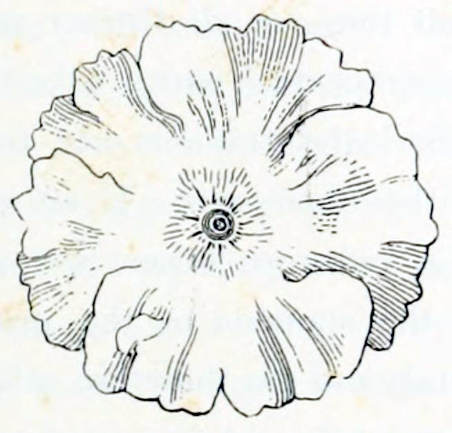 A flower, viewed from the top. It has 5 petals. In the centre is a pentagon formed by small stripes. In the centre of the pentagon is a circular shape. The flower as a whole has a circular shape.
